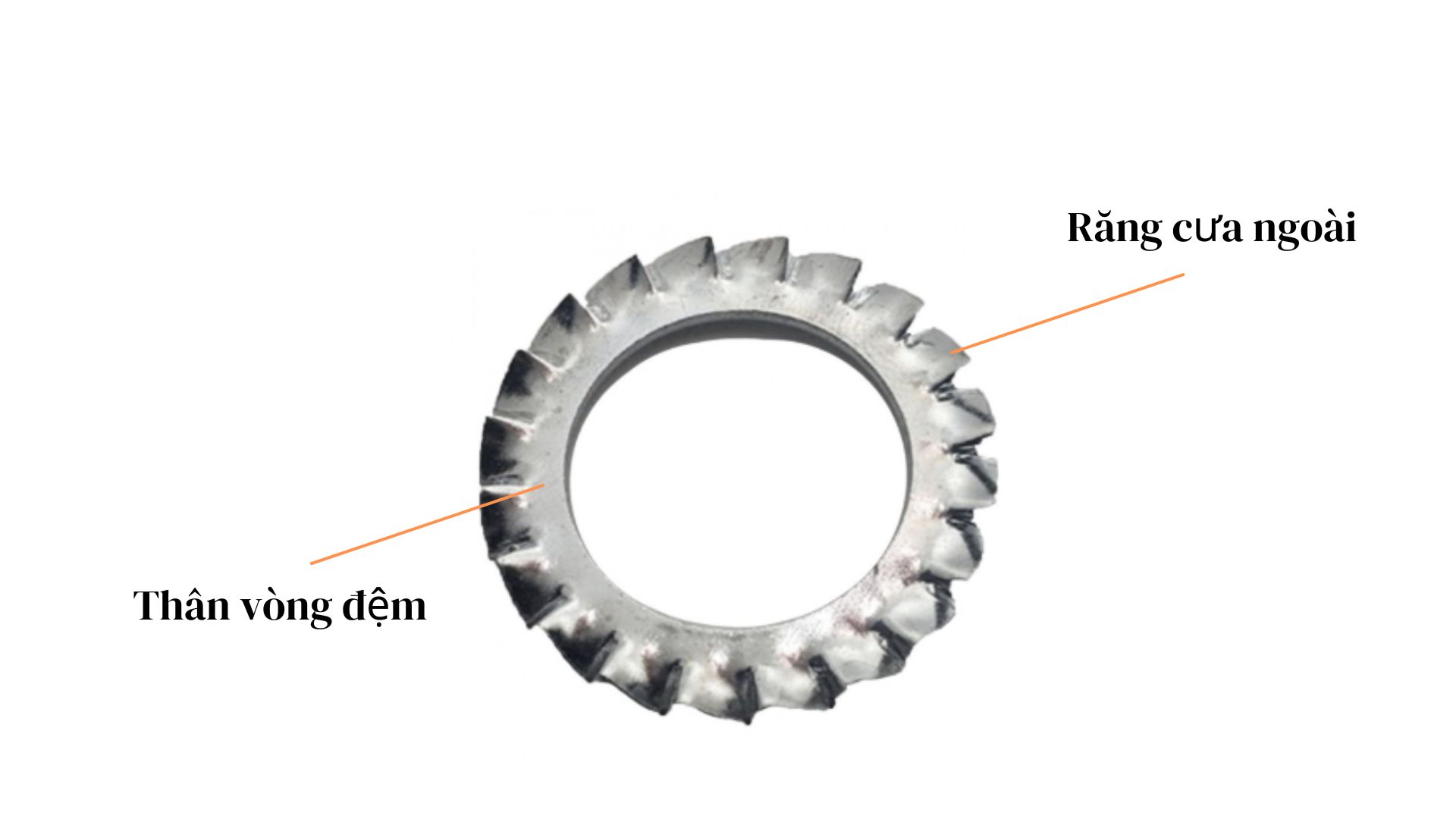  Cấu tạo lông đền răng cưa ngoài